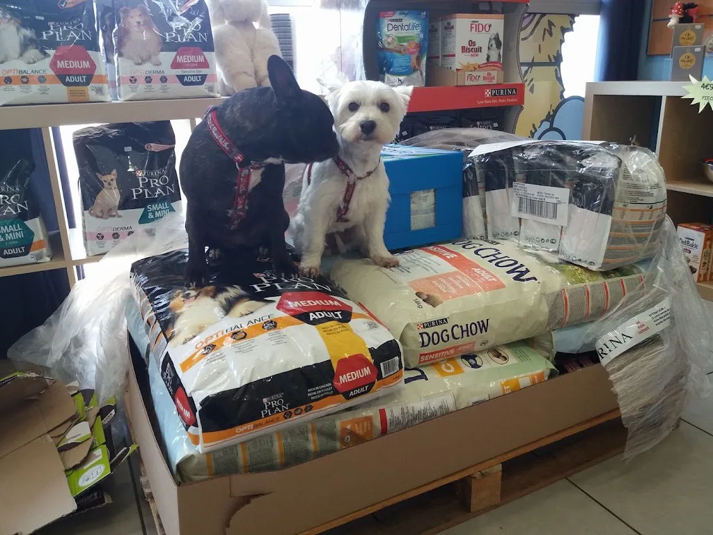 Beauty dog & cat - photo 1