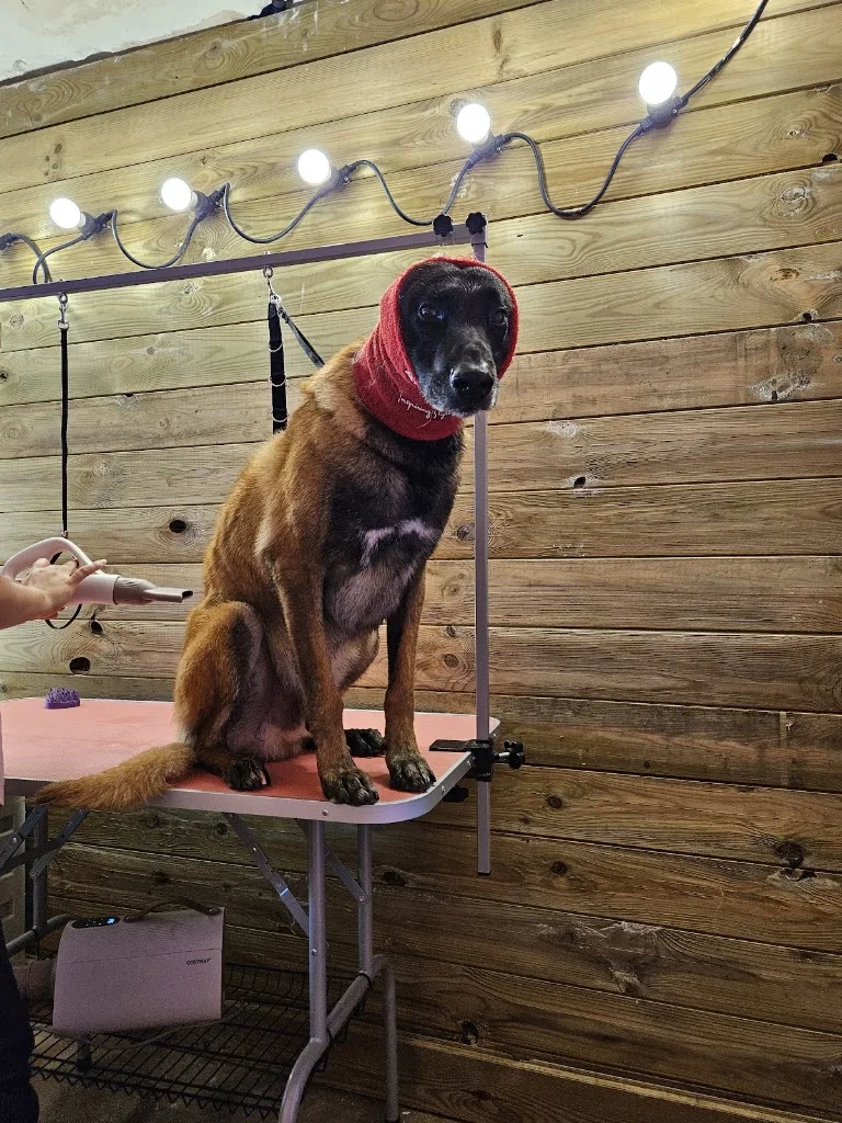 Salon De Toilettage - photo 3