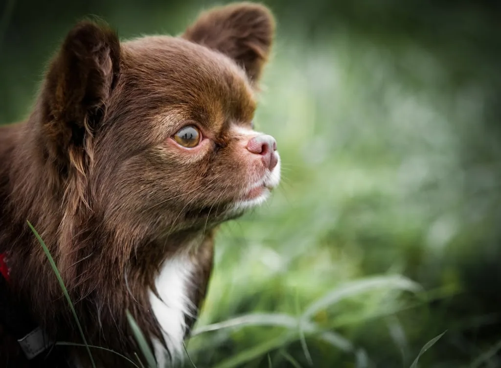 BROSS' ART & Compagnons,Toilettage & massage bien être animal dans le haut rhin - photo 2