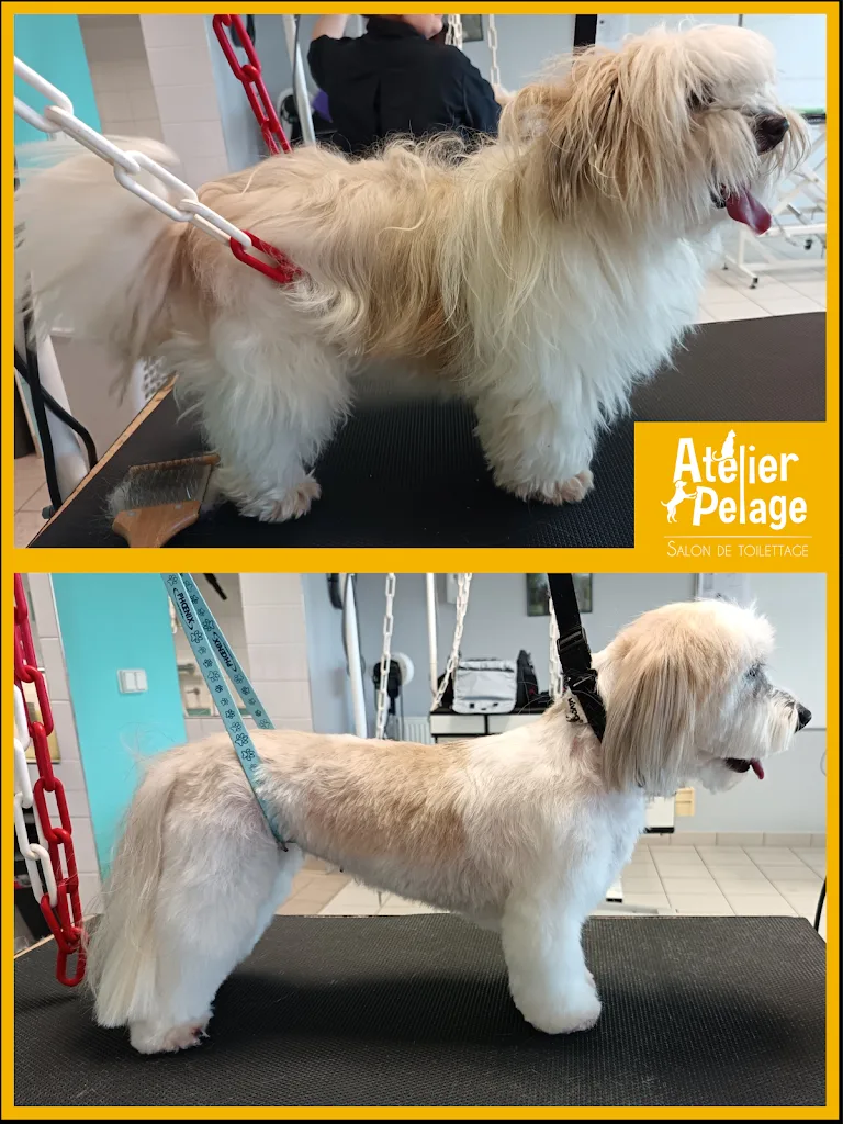 Atelier Pelage - Salon de toilettage - photo 1