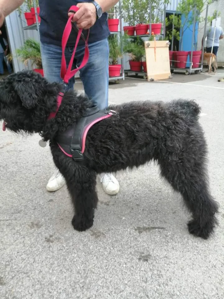 A B C du Chien - photo 3