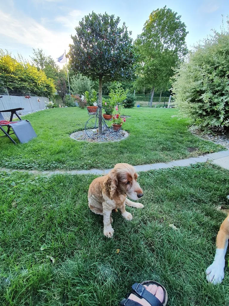Hundesalon Berry - photo 1