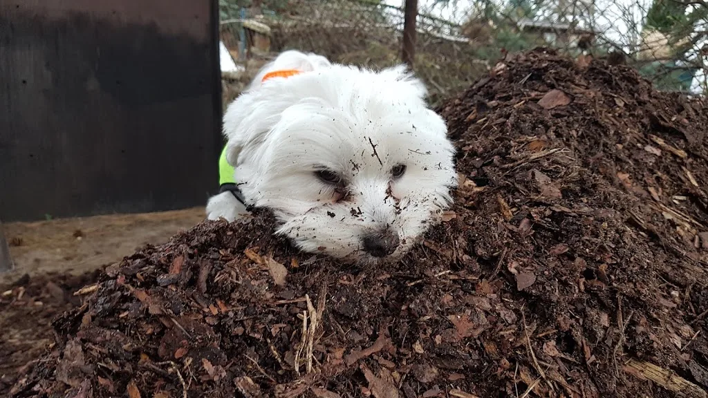 Hundesalon Berry - photo 2