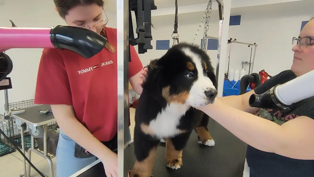 Elégance Canine - photo 2