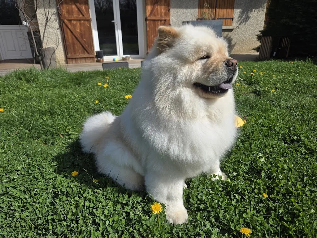 Majestic Dog - photo 1