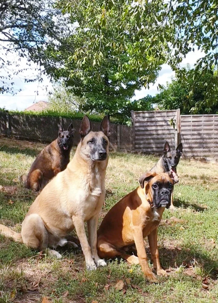 Akita Américain Club de France - photo 3