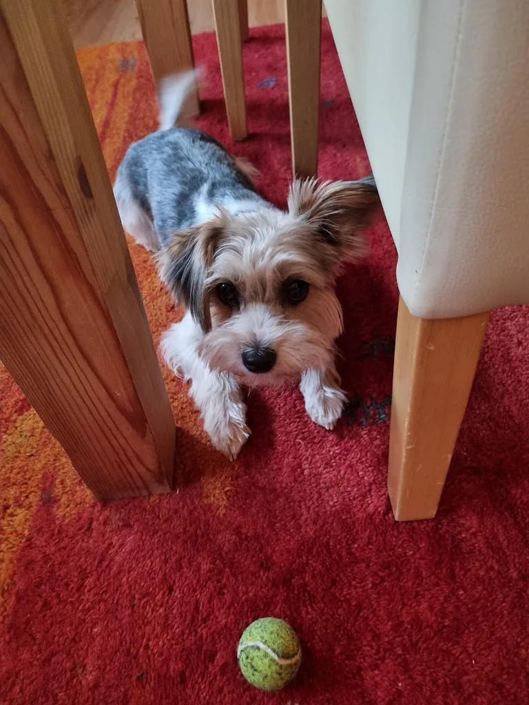 Stella‘s Beauty Dogs - photo 2