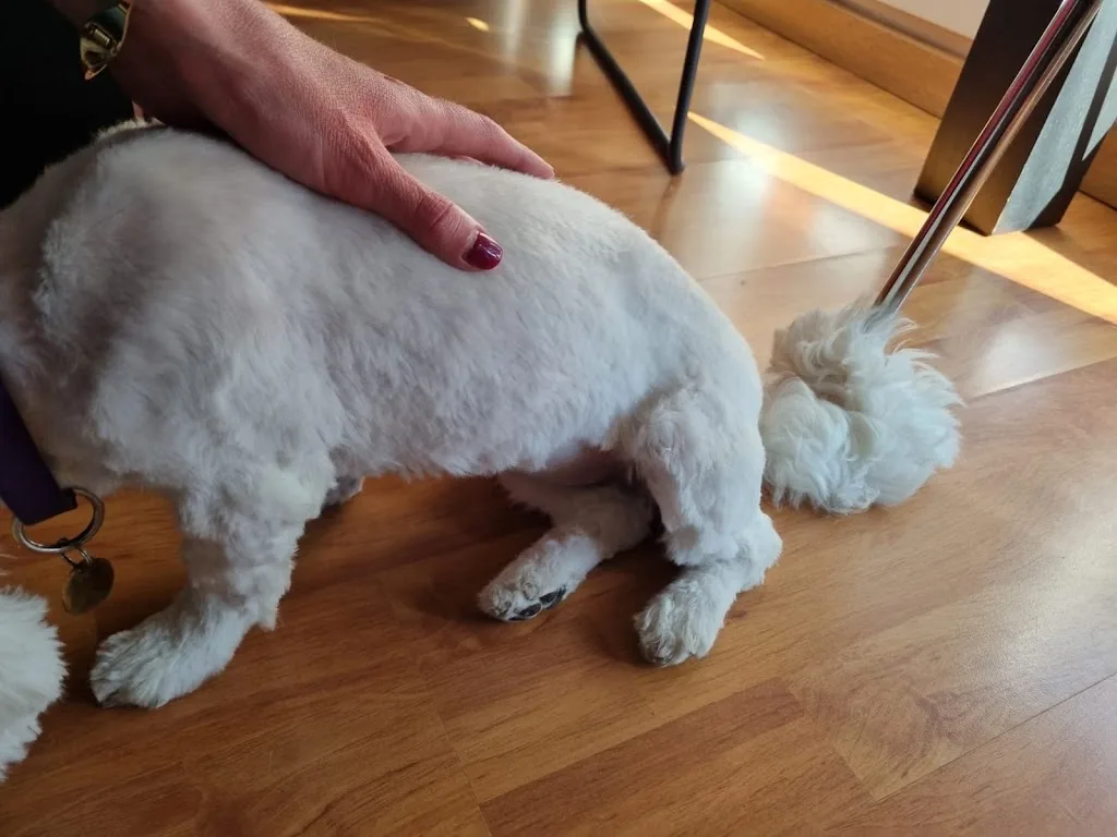 Dog Connection - photo 2