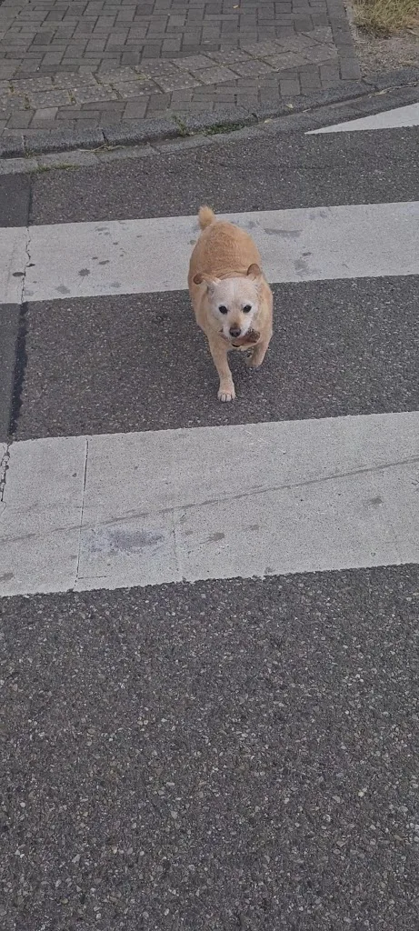 Dog Connection - photo 3