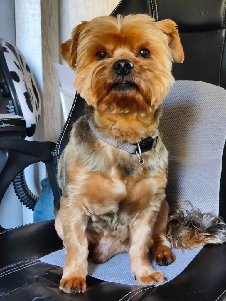 Beauté pour chiens - photo 1