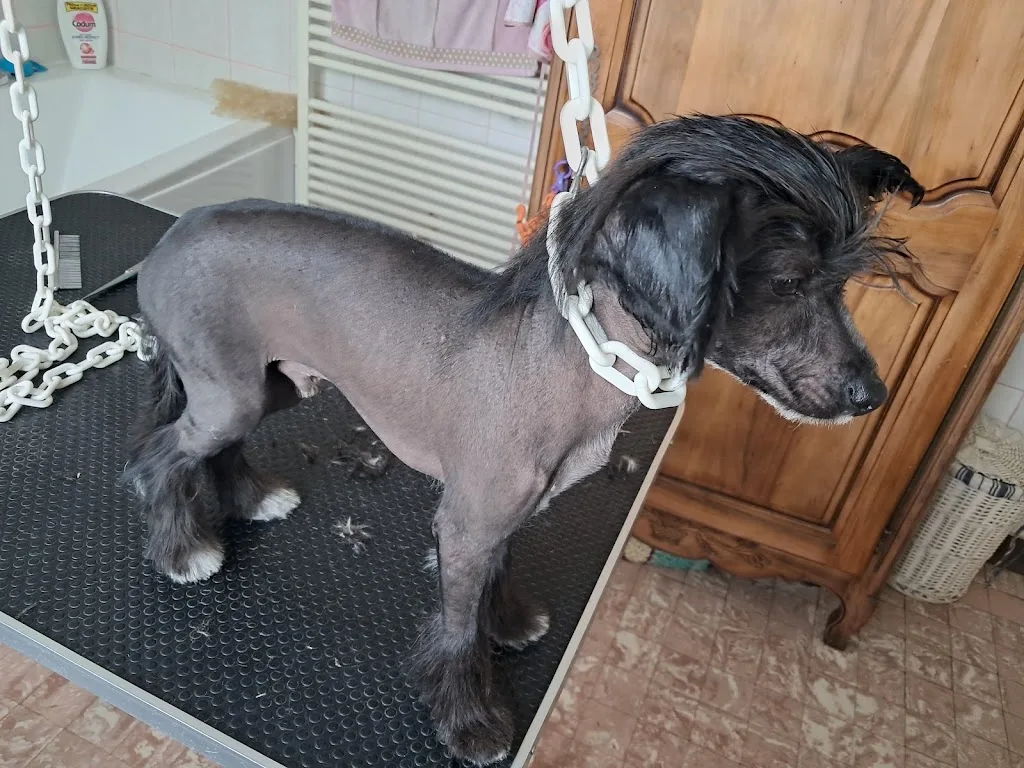 Céline Toilettage à domicile - photo 1