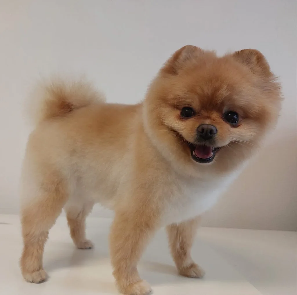 Die Fell-Fee Hundesalon - photo 1