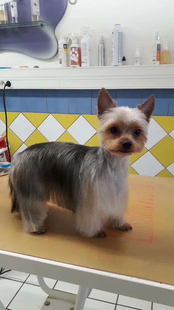 Animaux Services - photo 1