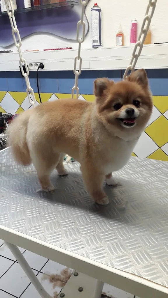 Animaux Services - photo 2