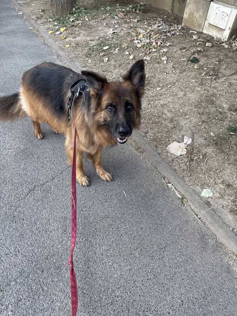 O' Douceurs Canines - photo 3