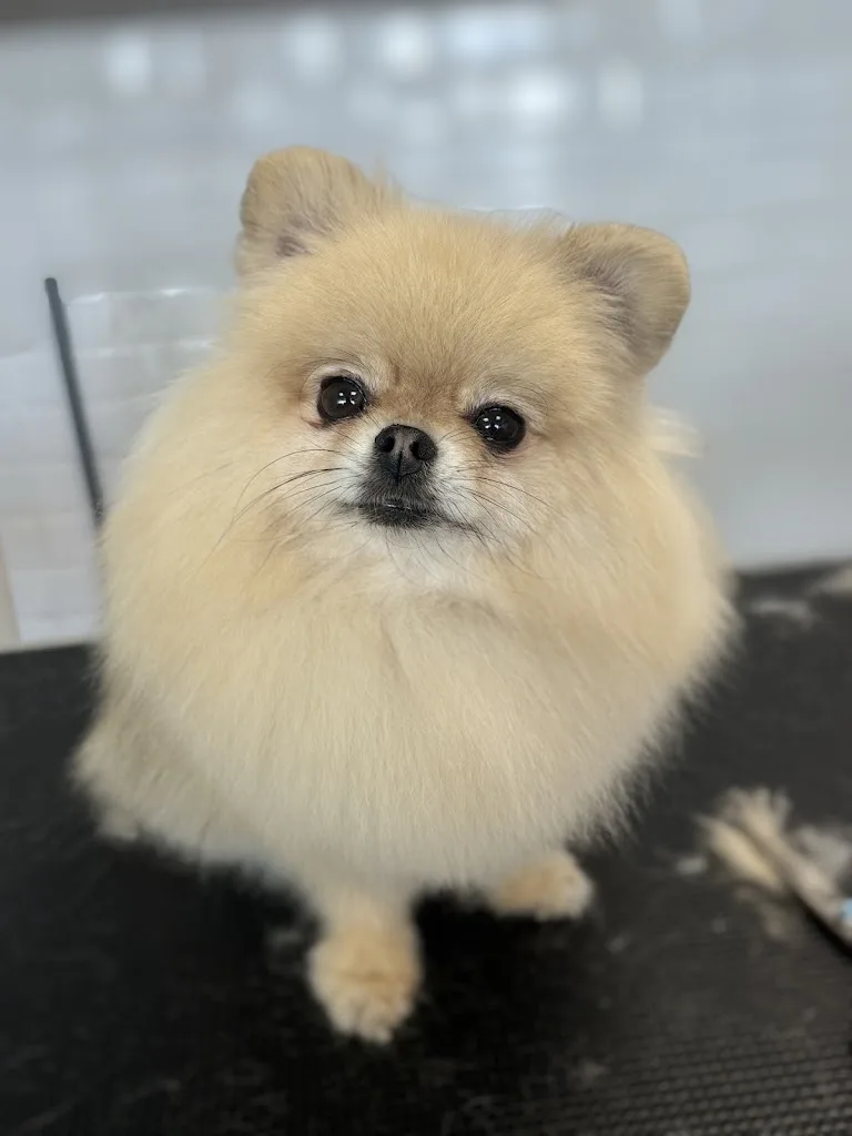 Dan's Pet Grooming - Salon de toilettage Beautiran - photo 3