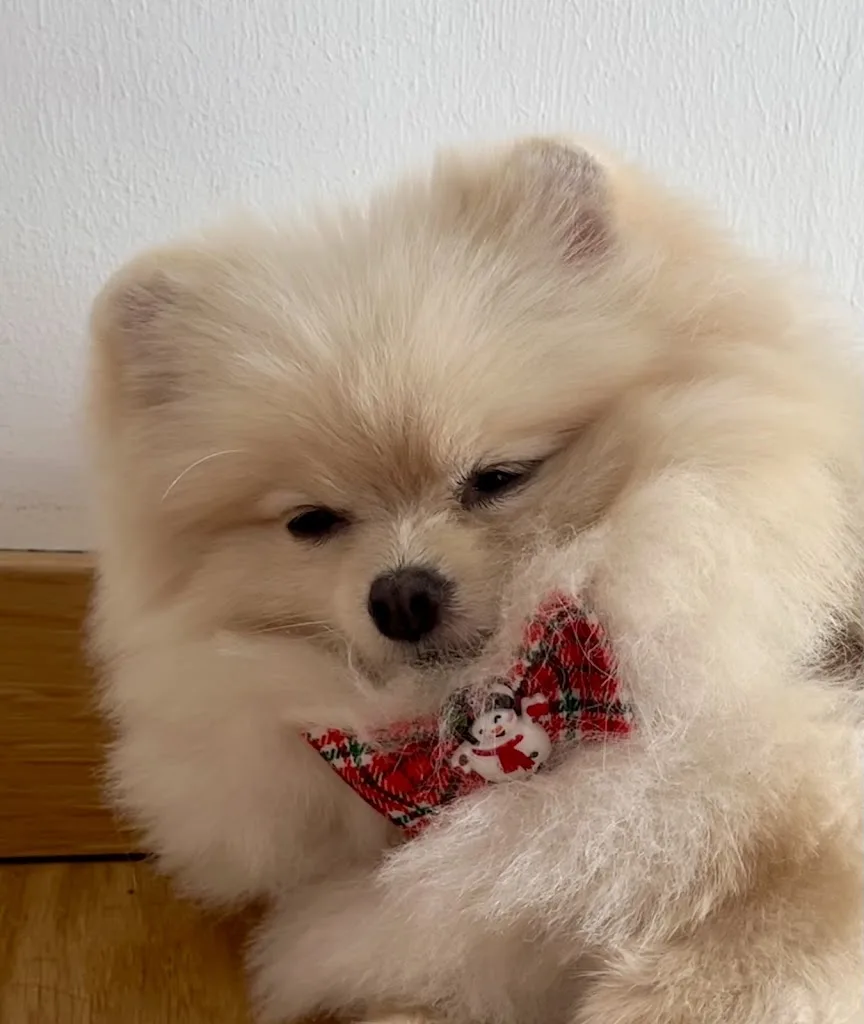 Dog lovers - photo 3
