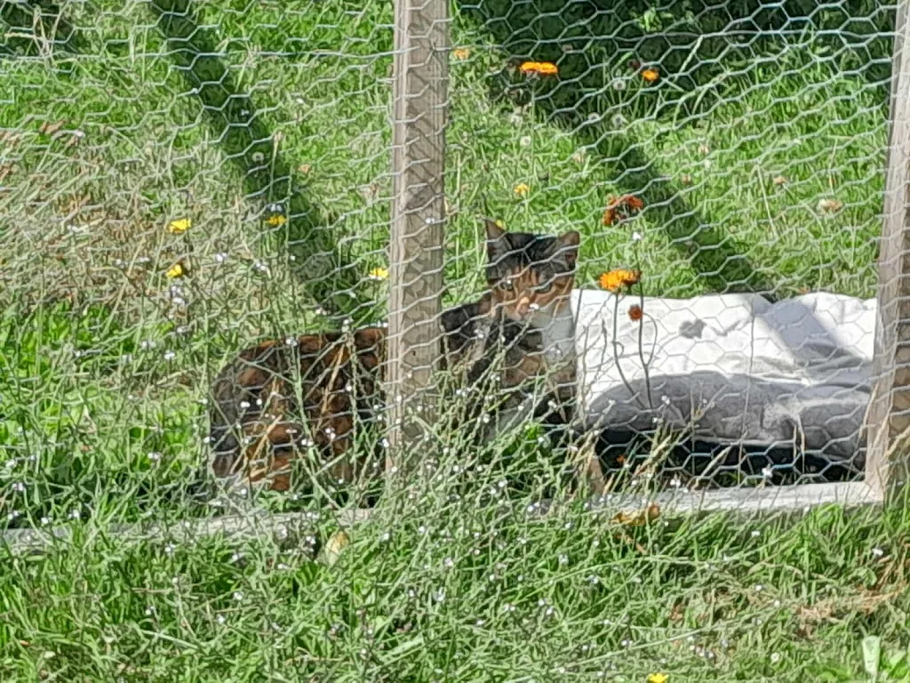 Le Petit Fauve - photo 2