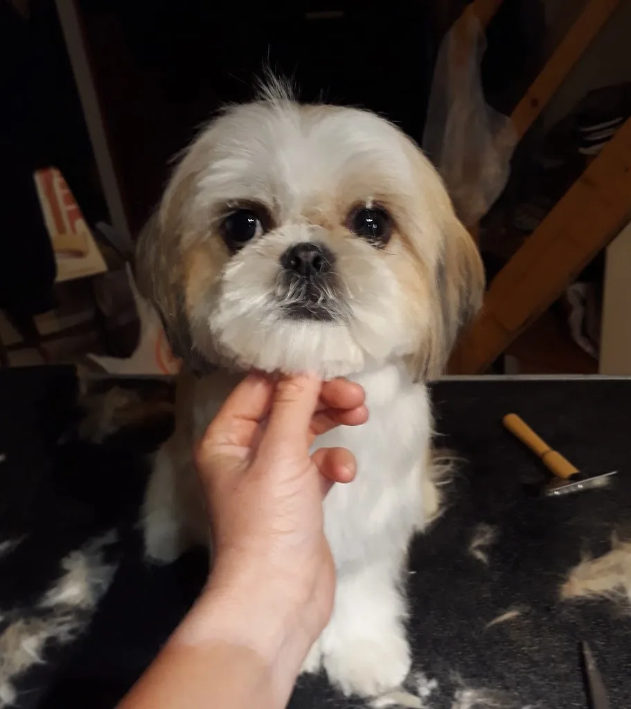 Esprit Canin - Toilettage et petsitting SOSPEL - photo 1