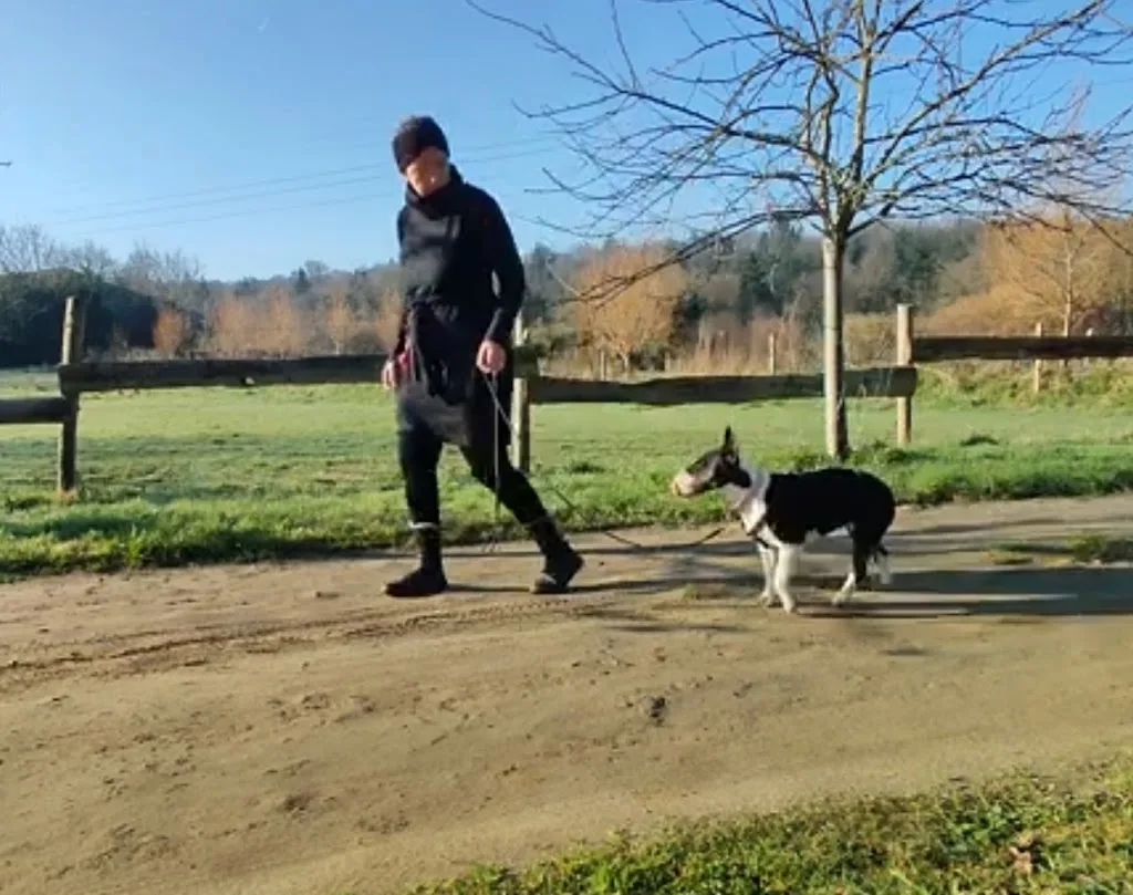 Histoires De Chiens - photo 3
