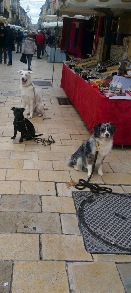 Can'idée, une autre idée du chien - photo 2