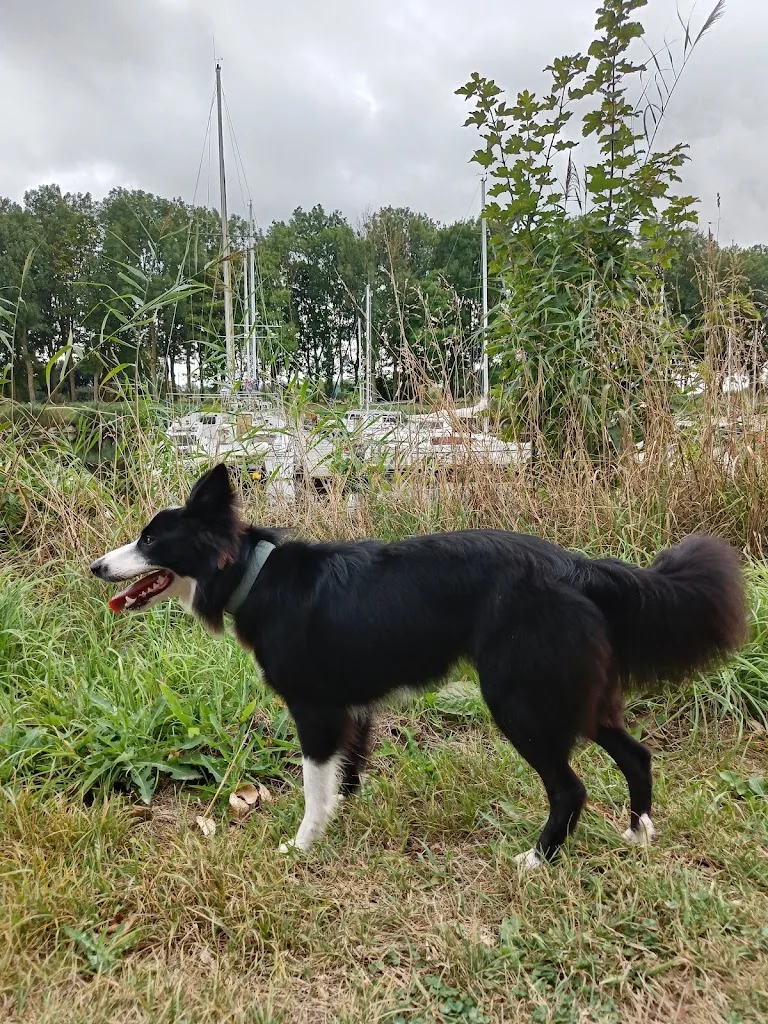 Cani-Look - photo 1