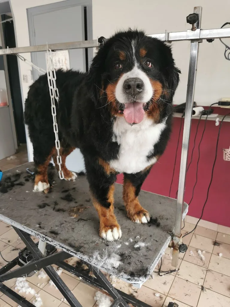 Cani Look Salon De Toilettage - photo 2