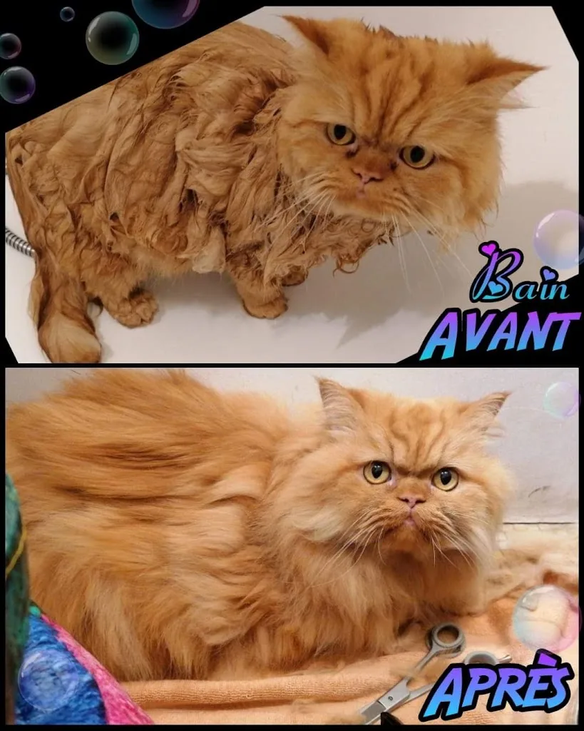 Twinklee toilettage à domicile (Chez vous) - photo 2