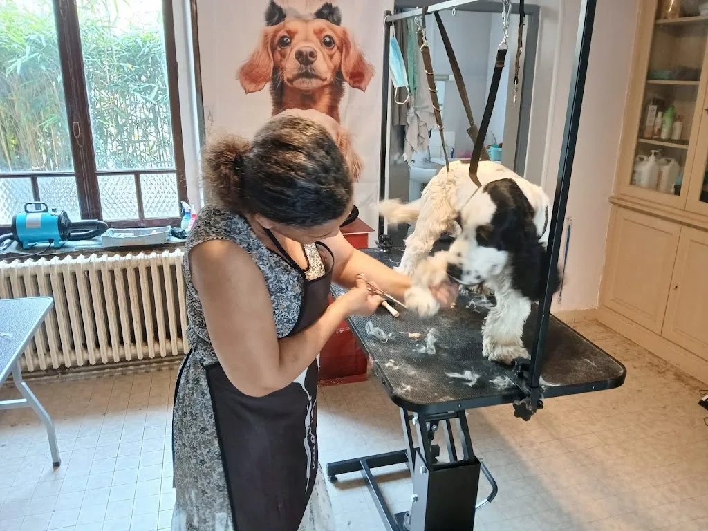toilettage-styl-dog61.fr - photo 1