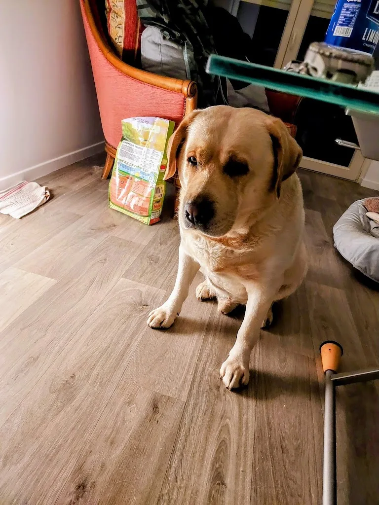 L'écrin canin - photo 3