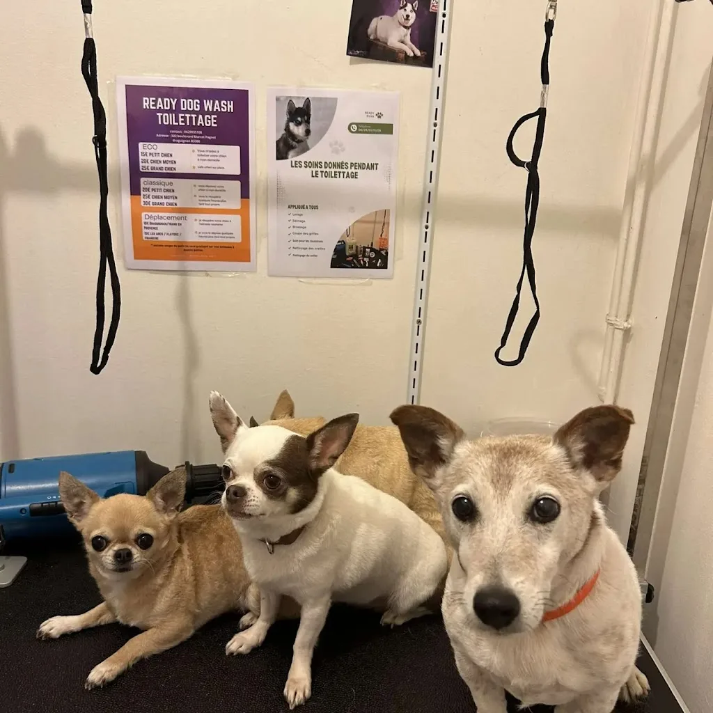 Readydogwash - photo 1
