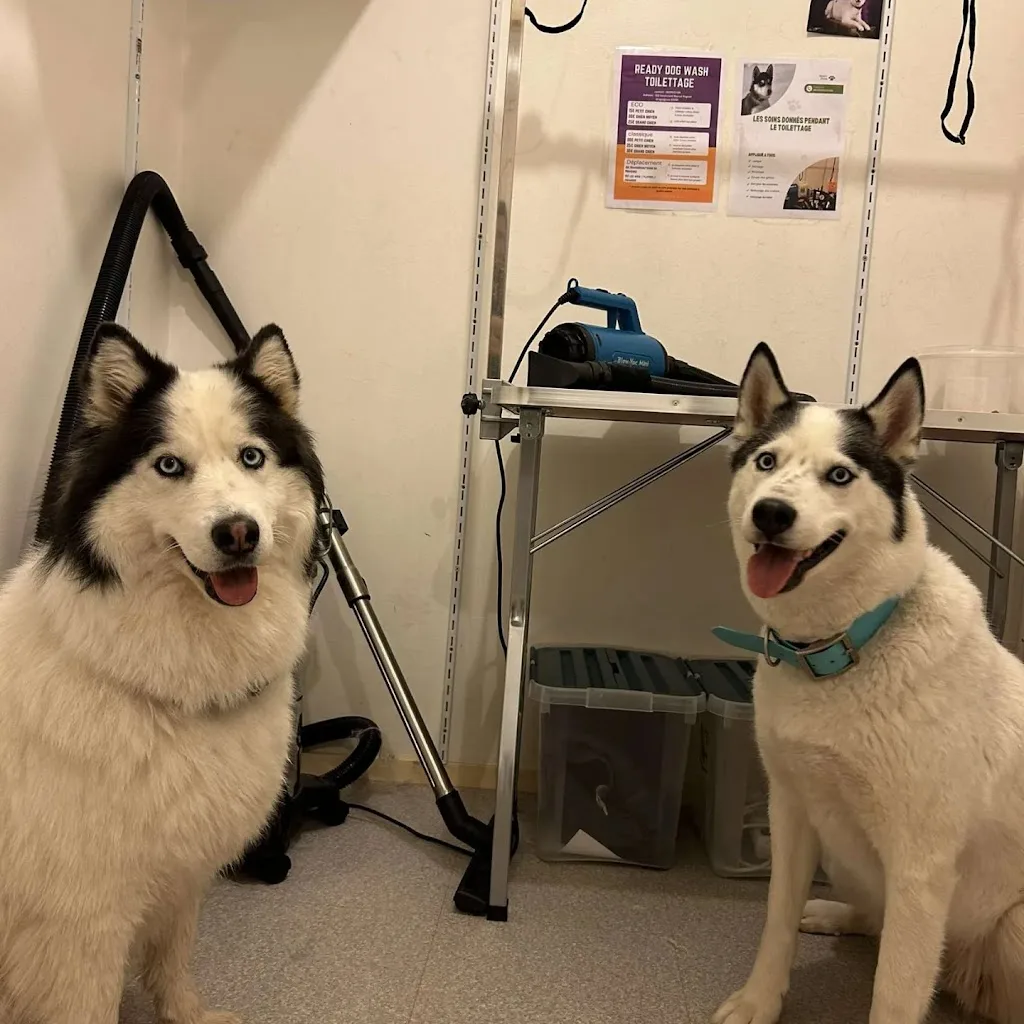 Readydogwash - photo 2