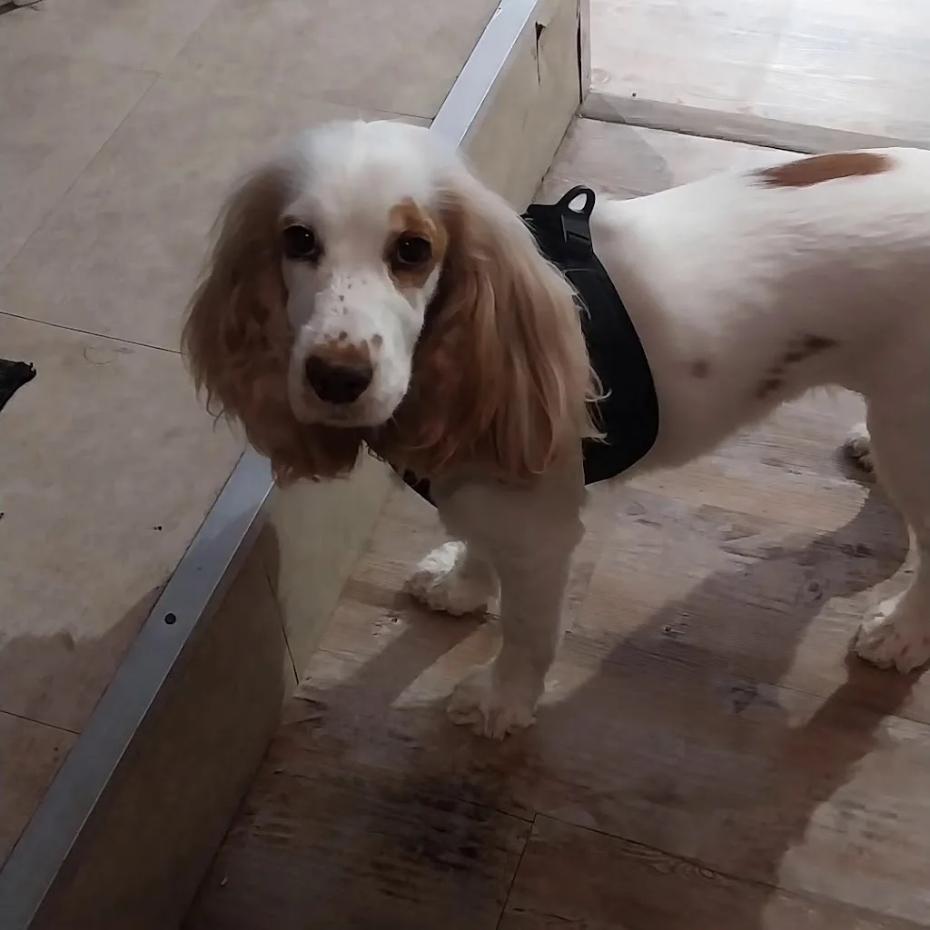 Readydogwash - photo 3