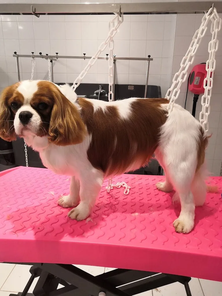 Beauty Doggy - photo 3