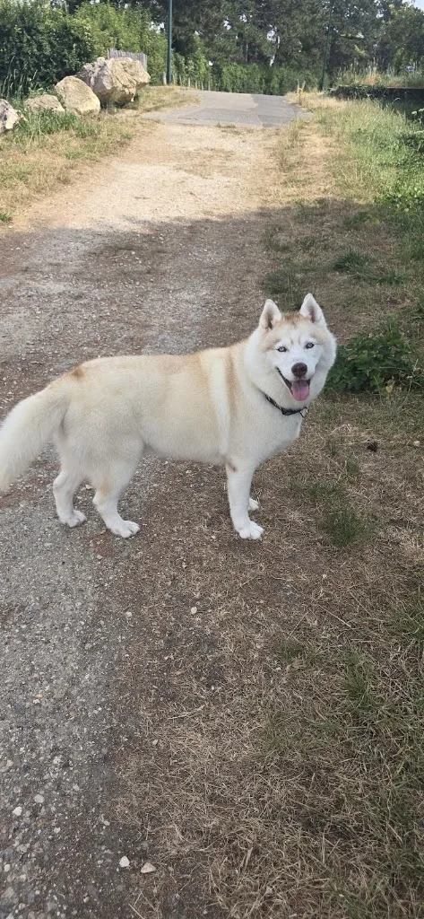 Brillance Canine - photo 1