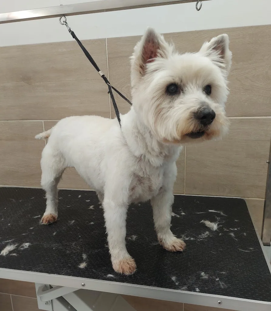 La Douceur Canine - Toilettage Canin - photo 1