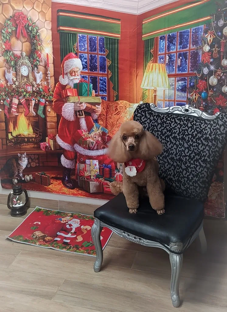 L'instant canin - photo 1
