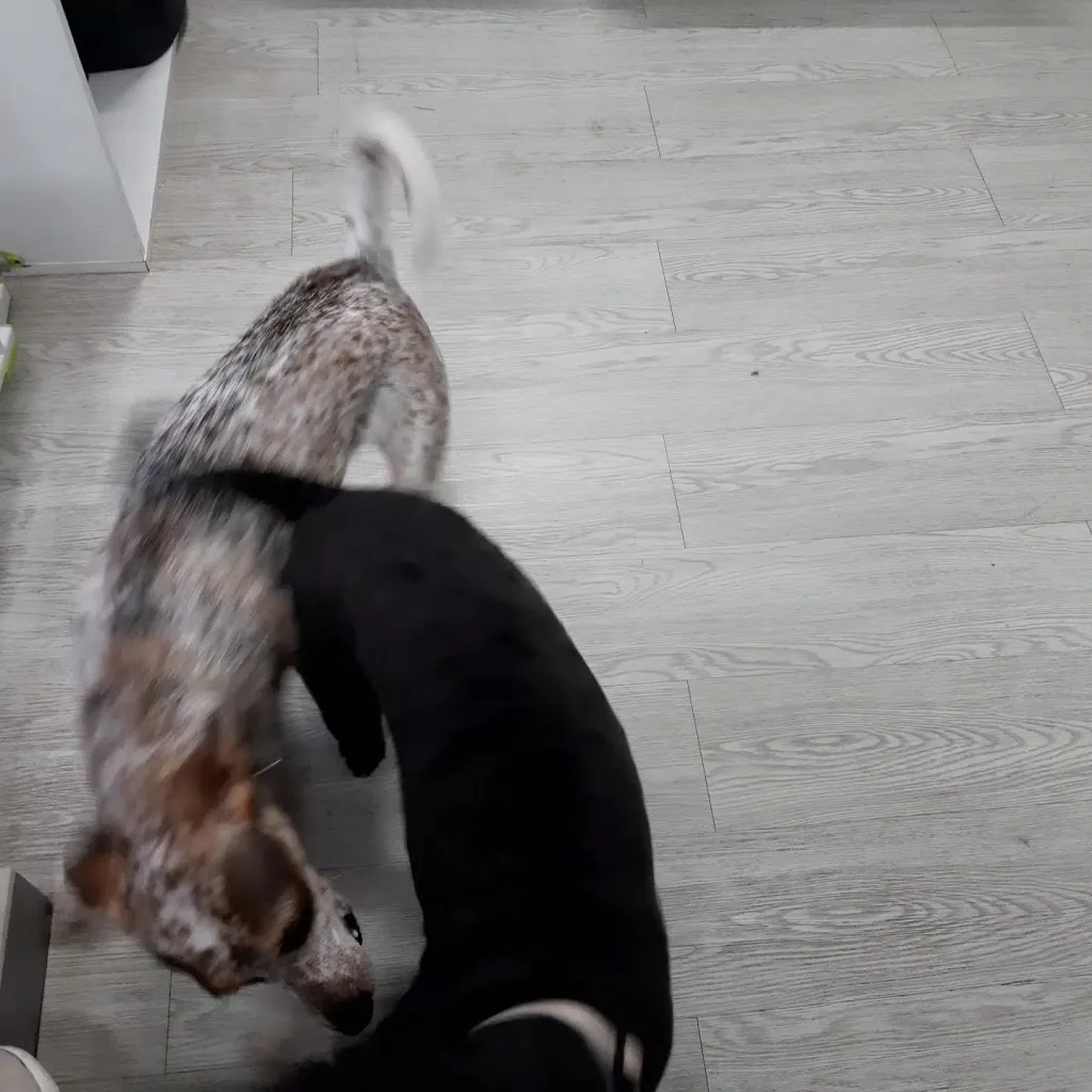 À La Patte de Lou - photo 2