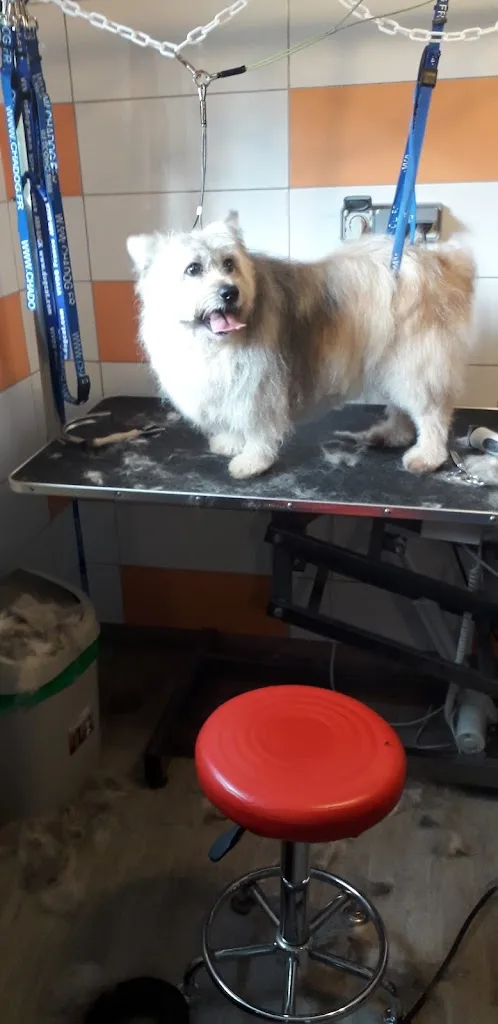 K'ouaf Dog - photo 2