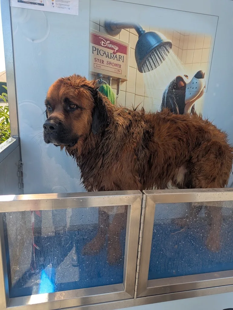 Doggybain - Issoire - photo 2