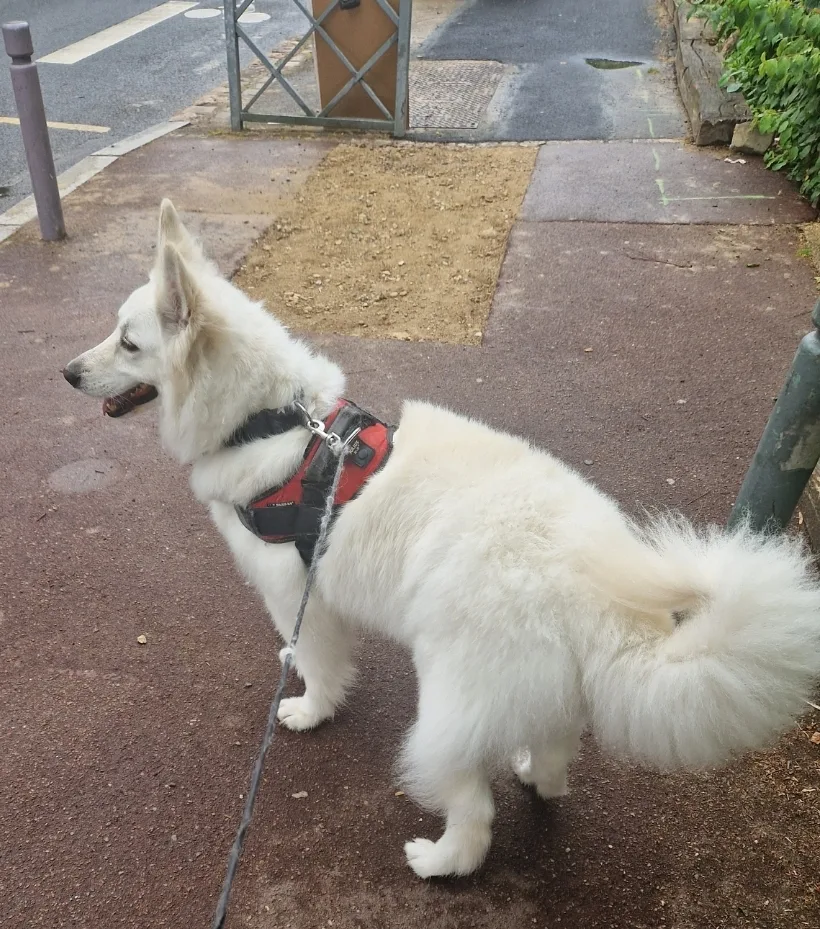 Chienville - photo 1