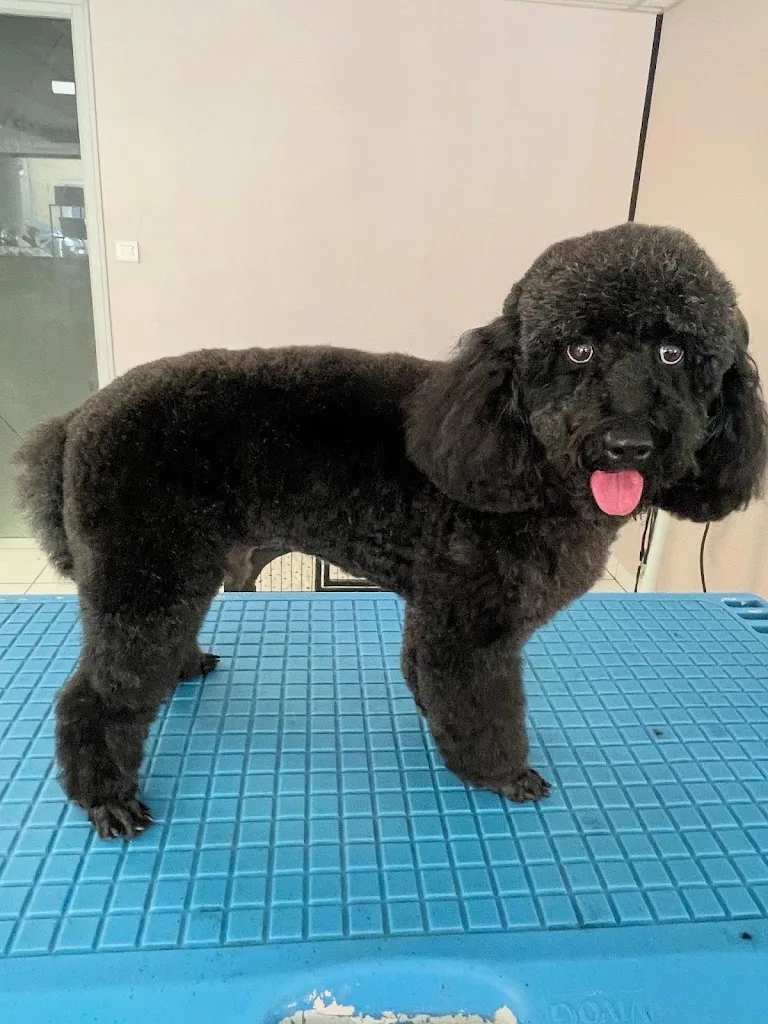 Flair'allure Le Salon de Loulou - Toiletteur Chien Chat et NAC - photo 3