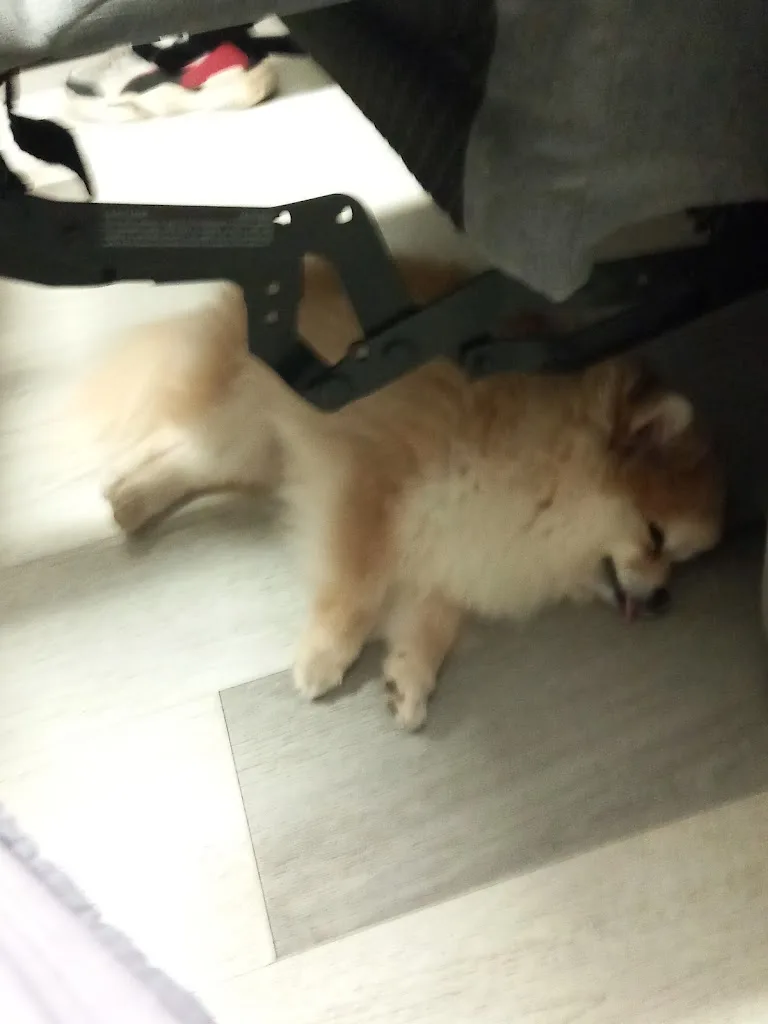 Happy Dog - photo 2