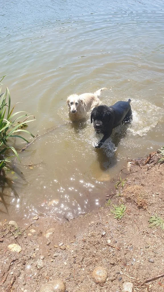SAL Multiservices garde de chien et toilettage - photo 1