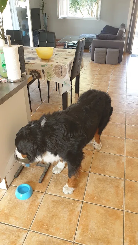 SAL Multiservices garde de chien et toilettage - photo 2