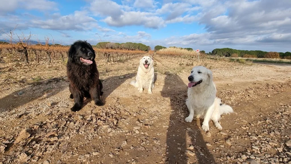 SAL Multiservices garde de chien et toilettage - photo 3