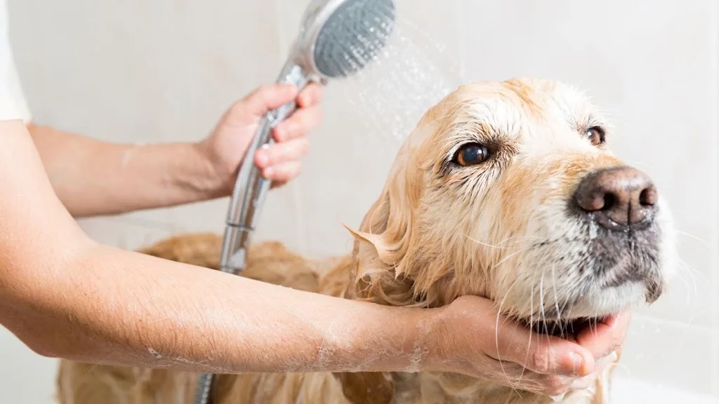 La Pattounet' - Salon de toilettage canin - photo 1