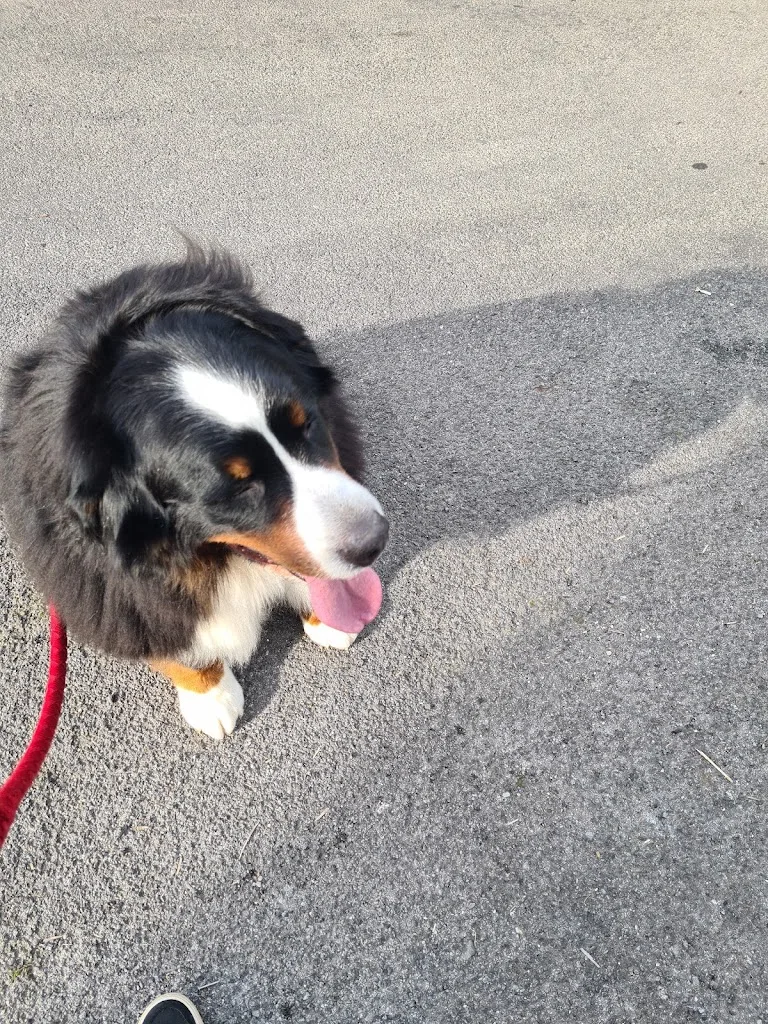 Cani Soins - photo 2