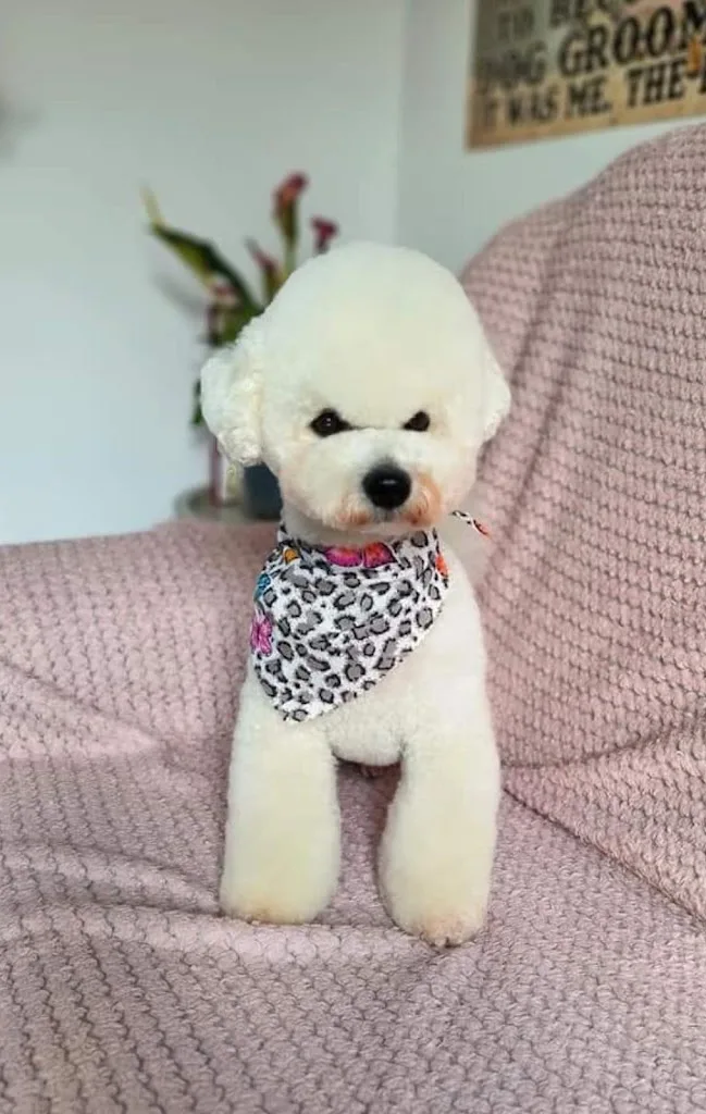 ESTHETIQUE CANINE - photo 2