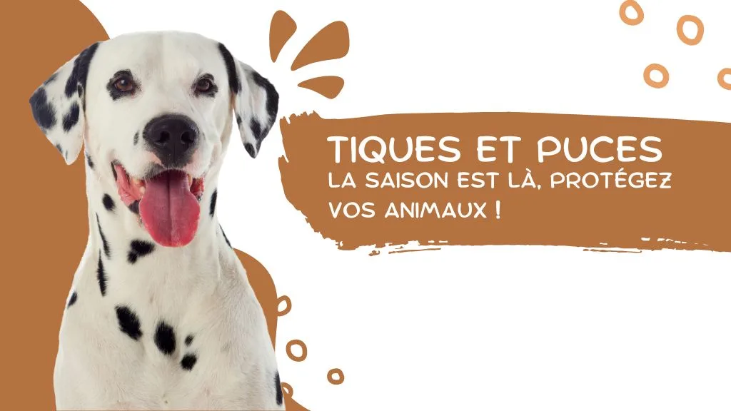 Mille et une pattes - photo 3